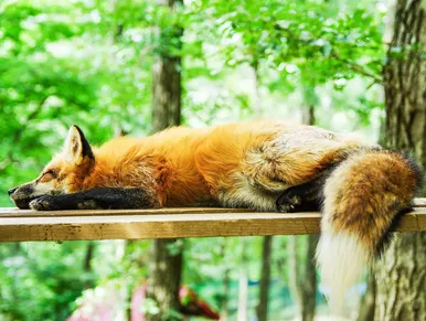 bien dormir pour être efficace au travail